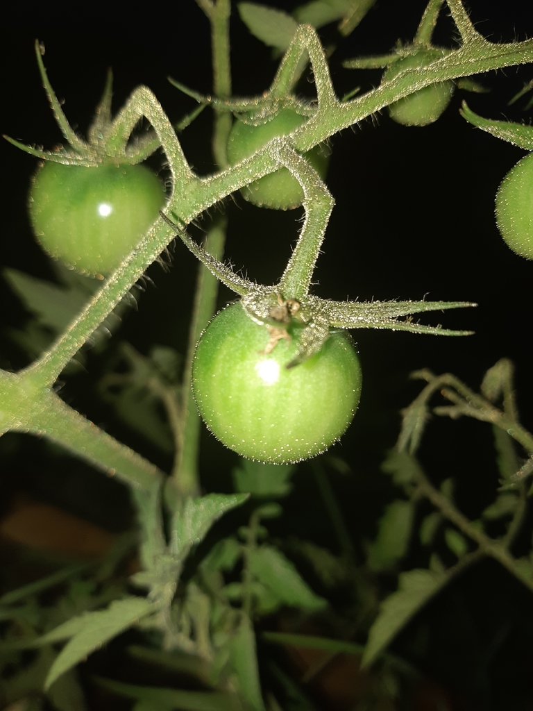 tomato (Solanum lycopersicum)  iNaturalist