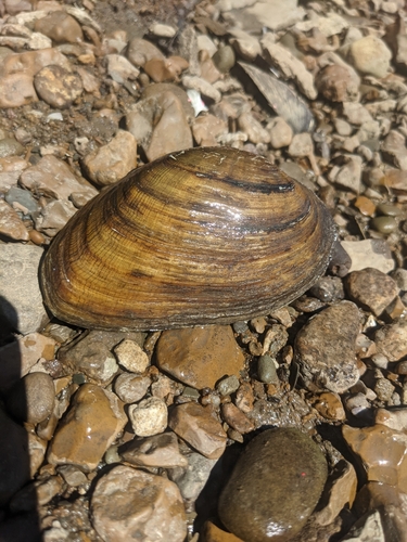 Ouachita Kidneyshell