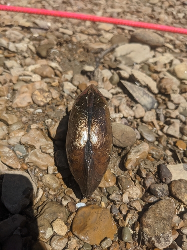 Ouachita Kidneyshell
