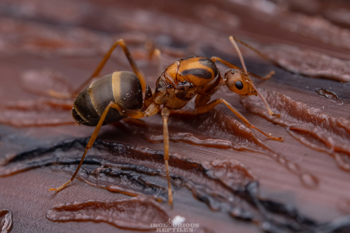 Yellow Crazy Ant