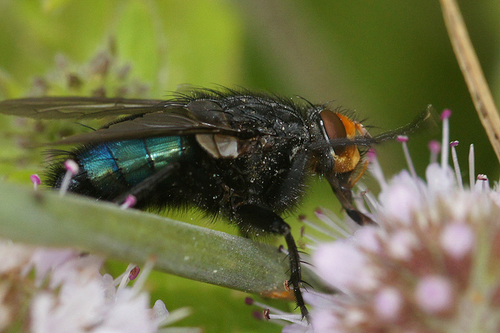 Yellow-faced Blowfly