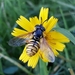 Chrysotoxum verralli - Photo (c) Barry Pierce, all rights reserved, uploaded by Barry Pierce