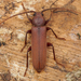 Rust Pine Borer - Photo (c) Henk Wallays, all rights reserved