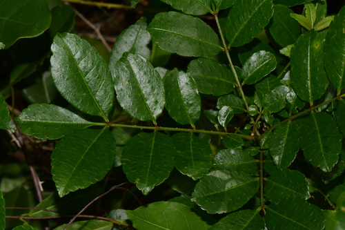 Coral knobwood (Zanthoxylum holtzianum)