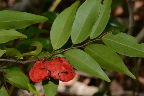 Xylopia tenuipetala