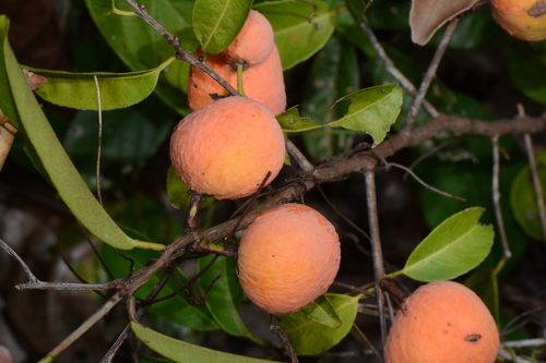 Salacia orientalis