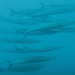 Barracuda-Oceânica - Photo (c) Albeer, todos os direitos reservados, uploaded by Albeer