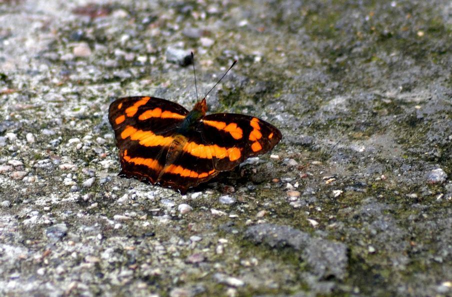 Common Jester Common Jester from hong kong on May 20, 2012 by Papilionoidea · iNaturalist