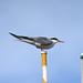 Tibetan Common Tern - Photo (c) WK Cheng, all rights reserved, uploaded by WK Cheng