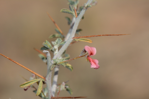 Indigofera spinosa