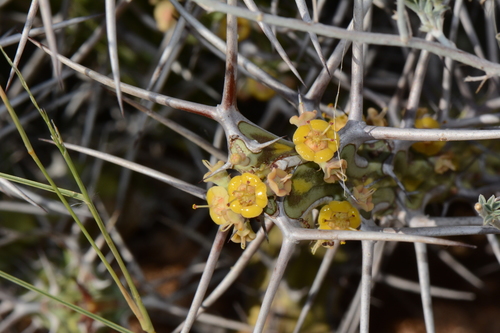 Euphorbia turkanensis