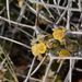 Euphorbia turkanensis - Photo (c) Warren McCleland, todos los derechos reservados, subido por Warren McCleland