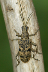 Blackspotted Longhorn Beetle - Photo (c) Henk Wallays, all rights reserved