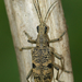 Blackspotted Longhorn Beetle - Photo (c) Henk Wallays, all rights reserved