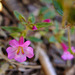 Torrey's Monkeyflower - Photo (c) faerthen, all rights reserved, uploaded by faerthen