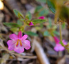 Torrey's Monkeyflower - Photo (c) faerthen, all rights reserved, uploaded by faerthen