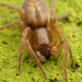 Arañas de Saco de Hoja - Photo (c) Henk Wallays, todos los derechos reservados