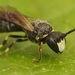 Hylaeus - Photo (c) Henk Wallays, all rights reserved