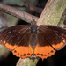 Small Flame-bordered Charaxes - Photo (c) Rogério Ferreira, all rights reserved, uploaded by Rogério Ferreira