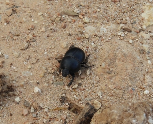 Thorectes valencianus · iNaturalist