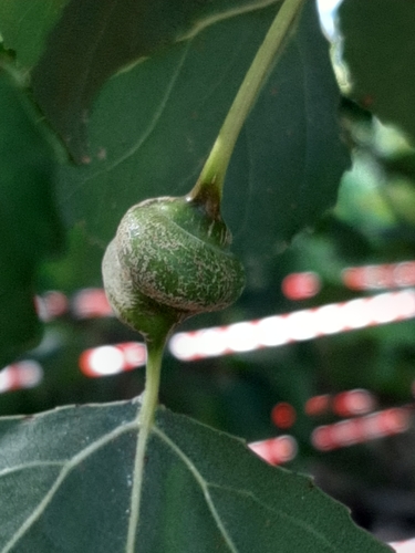 Poplar Spiral Gall Aphid