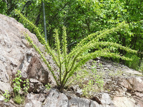 Mexican tree ocotillo
