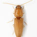 Peanut Wireworm - Photo (c) Chris Rorabaugh, all rights reserved, uploaded by Chris Rorabaugh