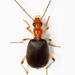 Brachinus adustipennis - Photo (c) Chris Rorabaugh, all rights reserved, uploaded by Chris Rorabaugh