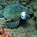 Sea Turtle Fibropapillomatosis - Photo (c) sandycmaui, all rights reserved, uploaded by sandycmaui