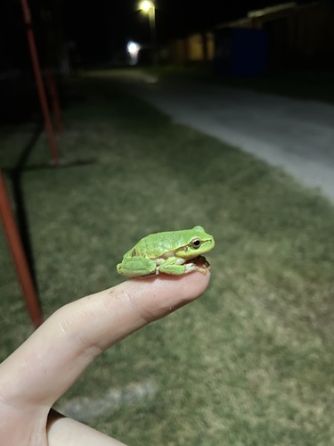 Eastern Tree Frog