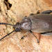 Coconut Borer - Photo (c) Chris Rorabaugh, all rights reserved, uploaded by Chris Rorabaugh