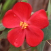 Pavonia rosa-campestris - Photo 由 Rodolph Delfino Sartin 所上傳的 (c) Rodolph Delfino Sartin，保留所有權利