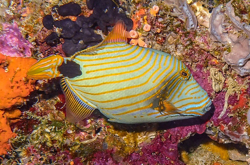 triggerfish, lovelyclemmy