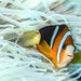 Clark's Anemonefish - Photo (c) Lesley Clements, all rights reserved