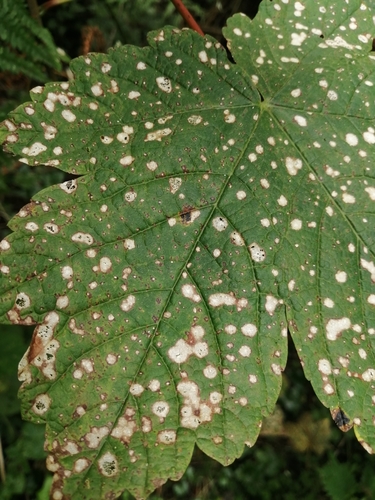 Gray Mold Spot