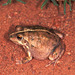 Knife-footed Frog - Photo (c) Paul Freed, all rights reserved, uploaded by Paul Freed