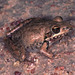 Bumpy Rocket Frog - Photo (c) Paul Freed, all rights reserved, uploaded by Paul Freed