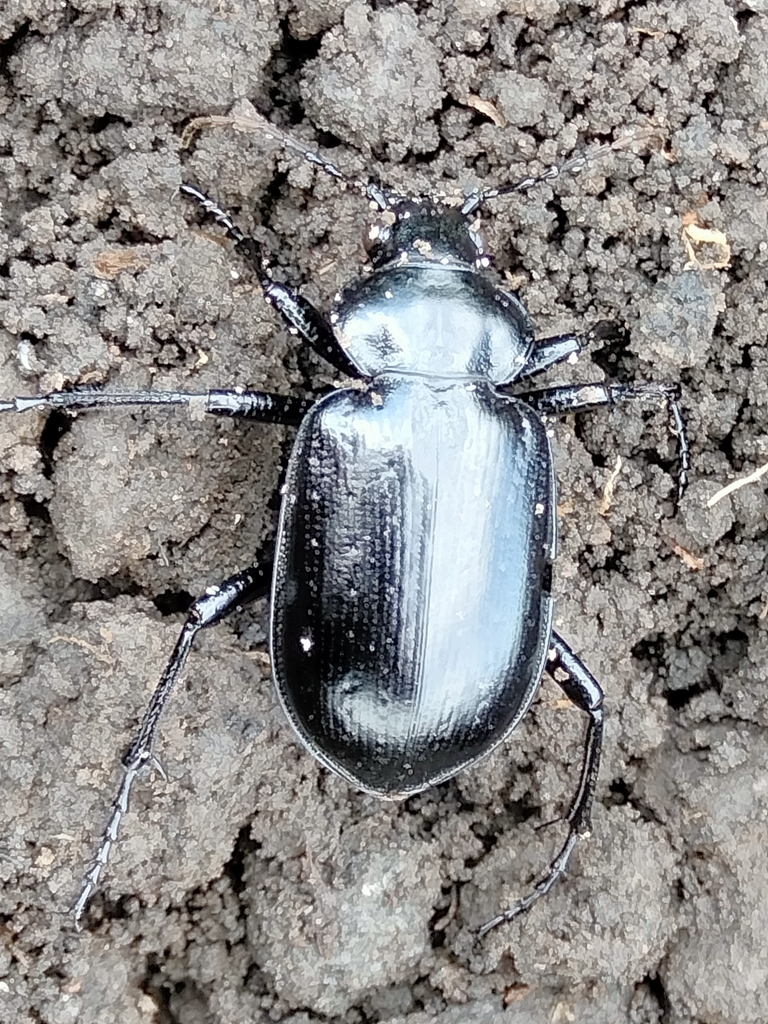 Calosoma affine from Tláhuac, CDMX, México on August 25, 2021 at 0433