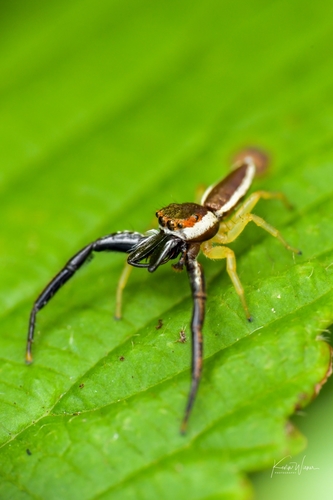 Common Hentz Jumping Spider