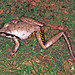 Lesueur's Frog - Photo (c) Paul Freed, all rights reserved, uploaded by Paul Freed