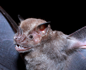 Jamaican Fruit-eating Bat from Ocozocoautla de Espinosa, Chis., México ...