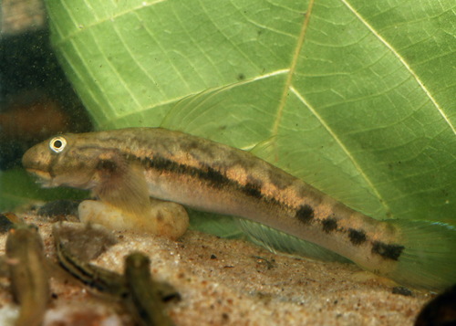 Sicyopterus micrurus
