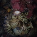 photo of Lesser Two-spot Octopus (Octopus bimaculoides)