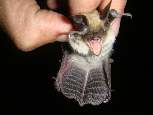 Fringed Myotis