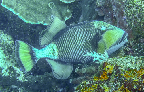 triggerfish, lovelyclemmy