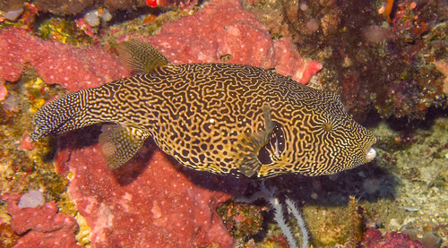 Map Puffer