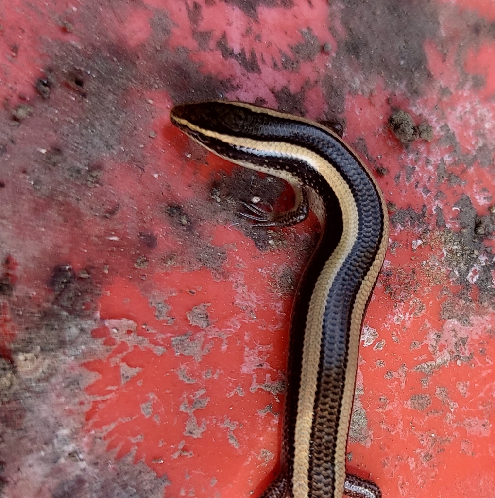 Common Dotted Garden Skink from 64 Parliament, Rashtrapati Bhawan ...