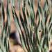 Gethyllis ciliaris ciliaris - Photo (c) uli-irlich, todos los derechos reservados