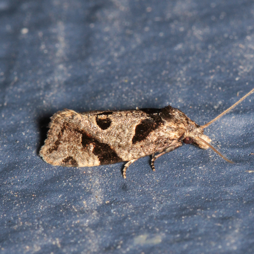Aethes rana
