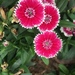 Dianthus chinensis × barbatus - Photo (c) eytu, all rights reserved